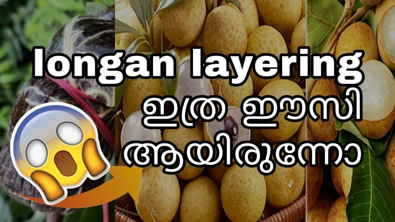 Longan layering