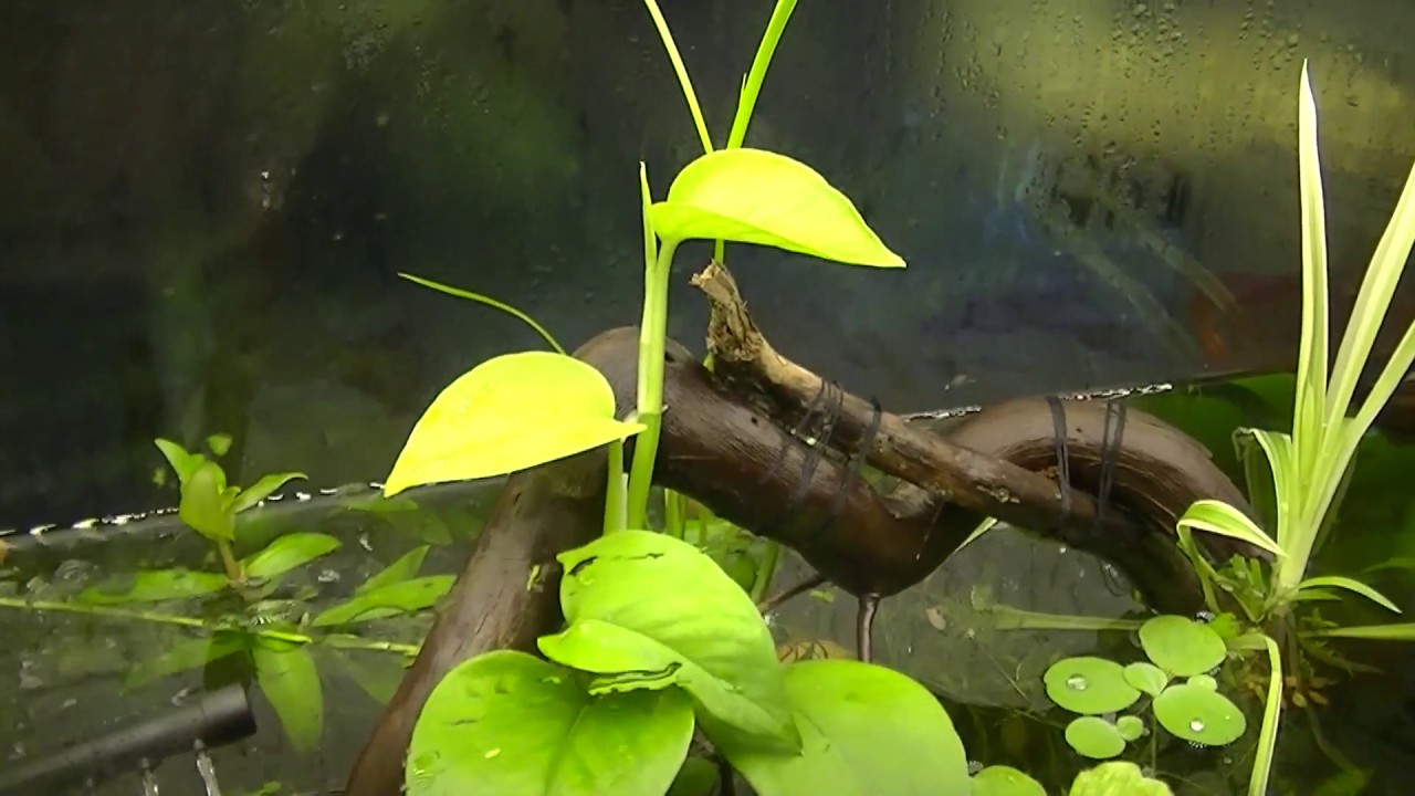 Действие самомесных удобрений в аквариуме.