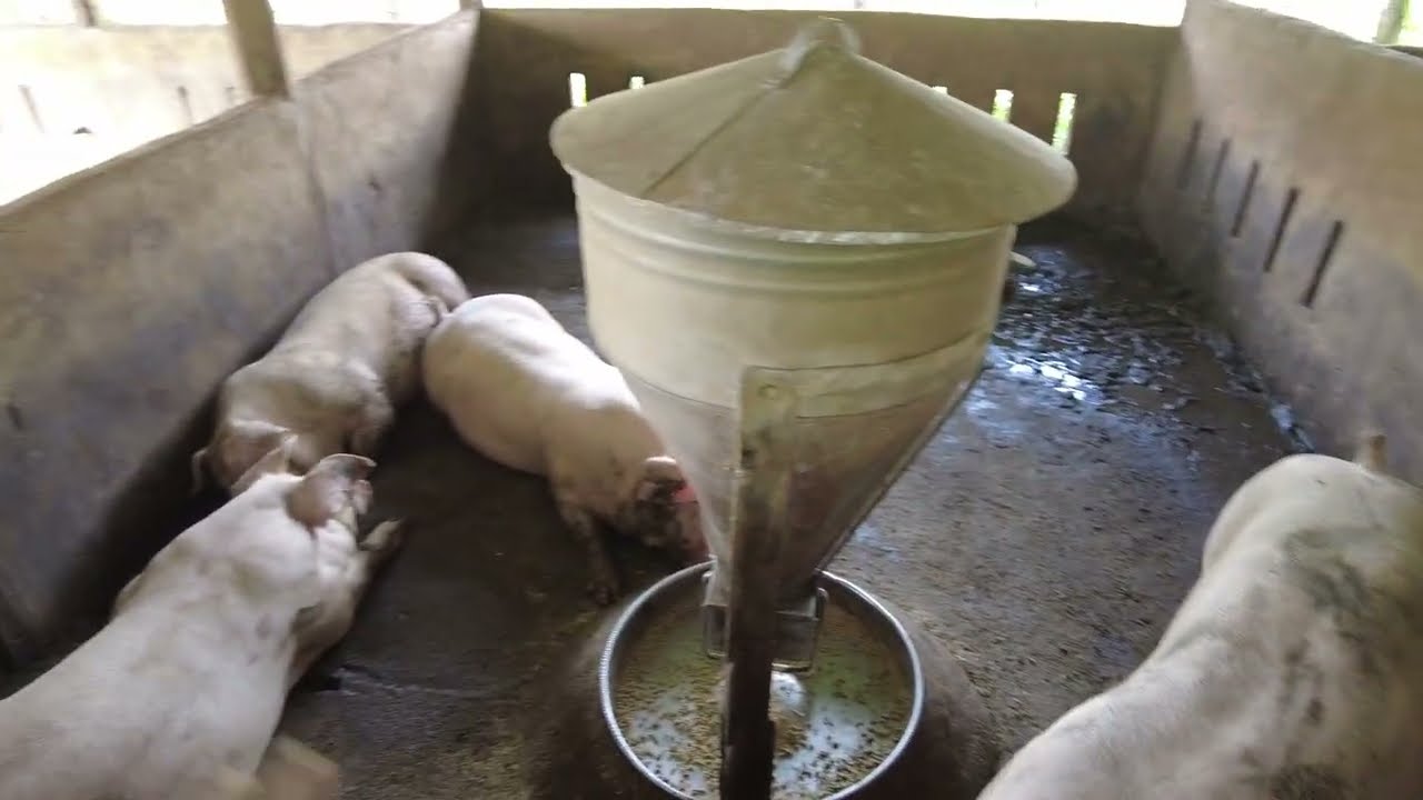 Cập Nhật Đàn Heo 64 Ngày Ăn 75 Bao Cám