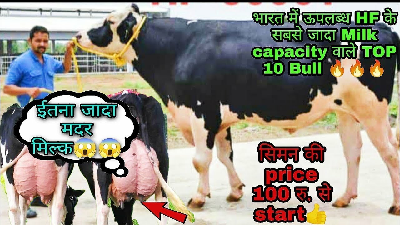 भारत में उपलब्ध 15000 + से 28,000 + ली Milk capacity वाले HF सांड #breedingbull#Milkcapacity#Topbull