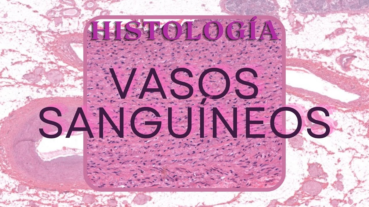 Histología de Vasos Sanguíneos