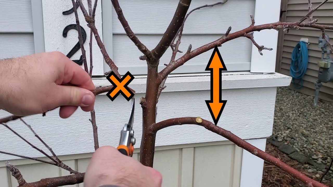 How To Prune 3 Year Old Apple Trees | Modified Central Leader
