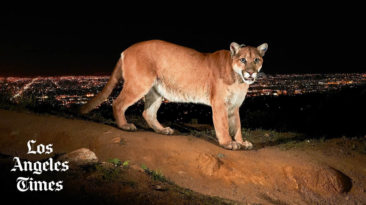 The sad plight of P-22, Los Angeles' mountain lion