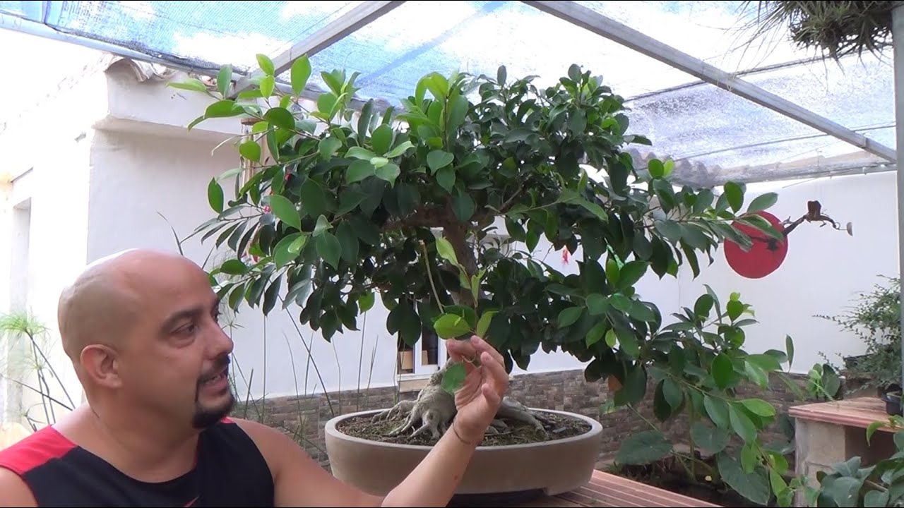 Como NO hacer ra&iacute;ces a&eacute;reas