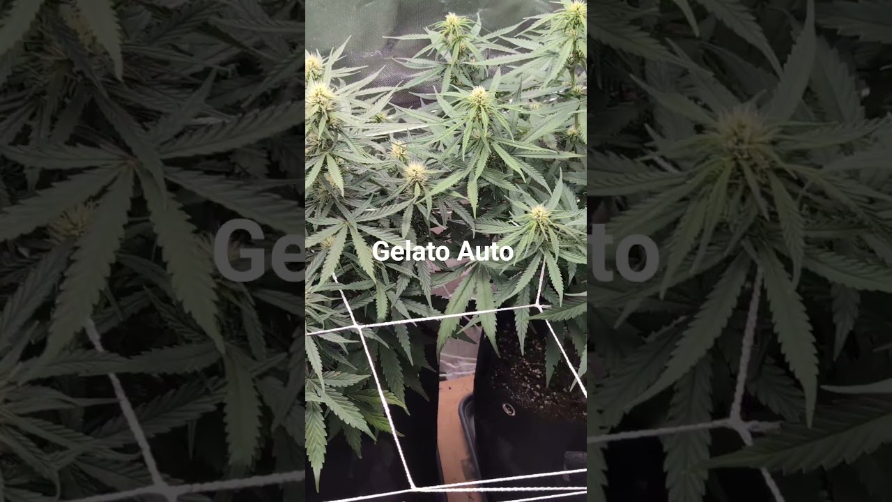 Gelato Auto