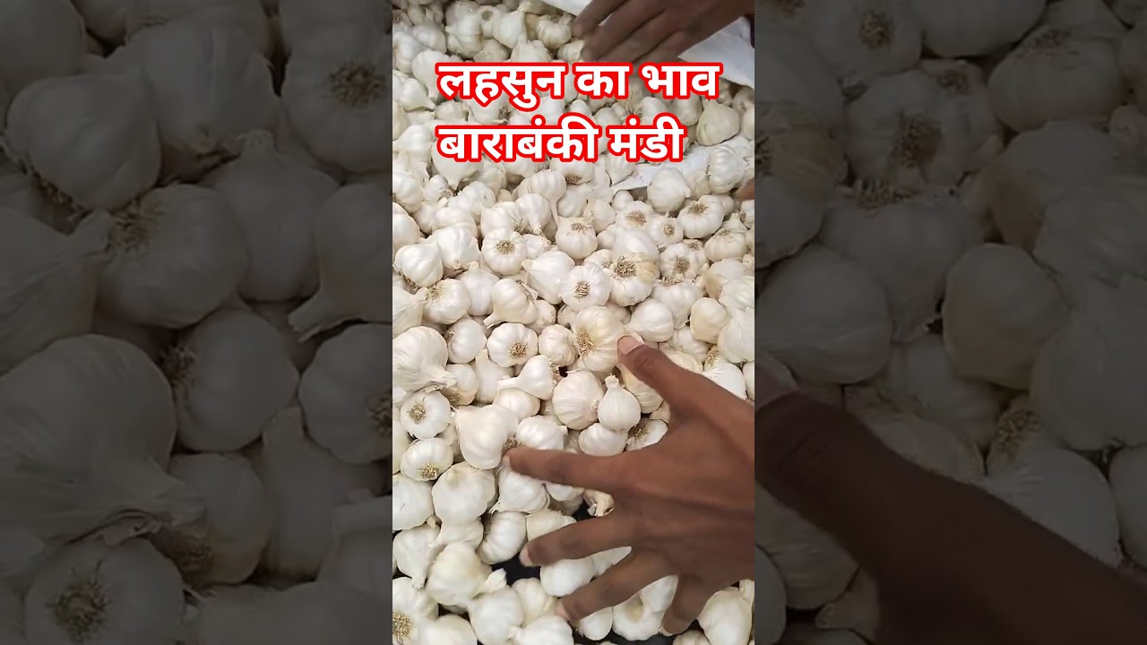 लहसुन का भाव 🥰बाराबंकी मंडी💯garlic rate today 🧅 #shafeeqmohammad #garlic #lahsunaajkabhav #barabanki