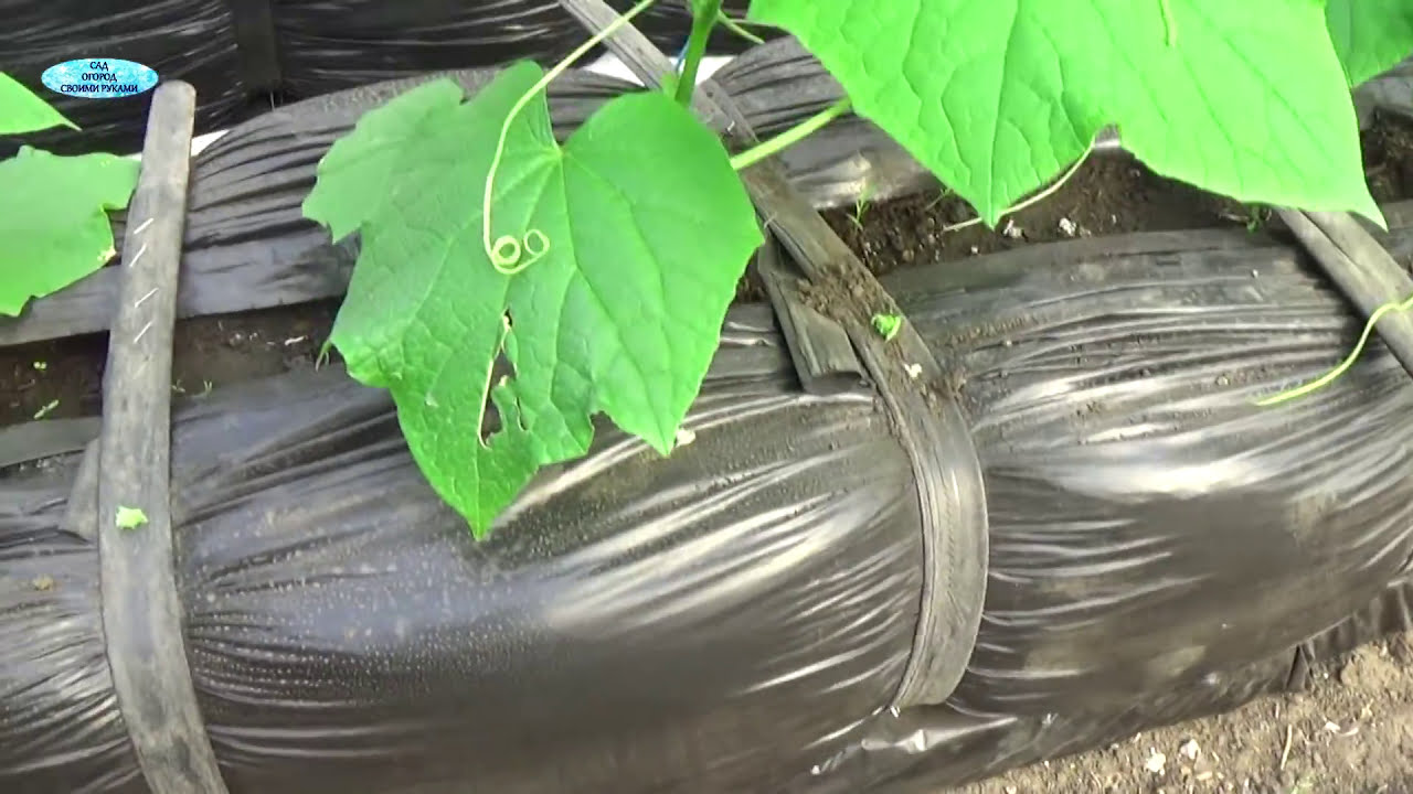 Ранние огурцы- выращивание в 