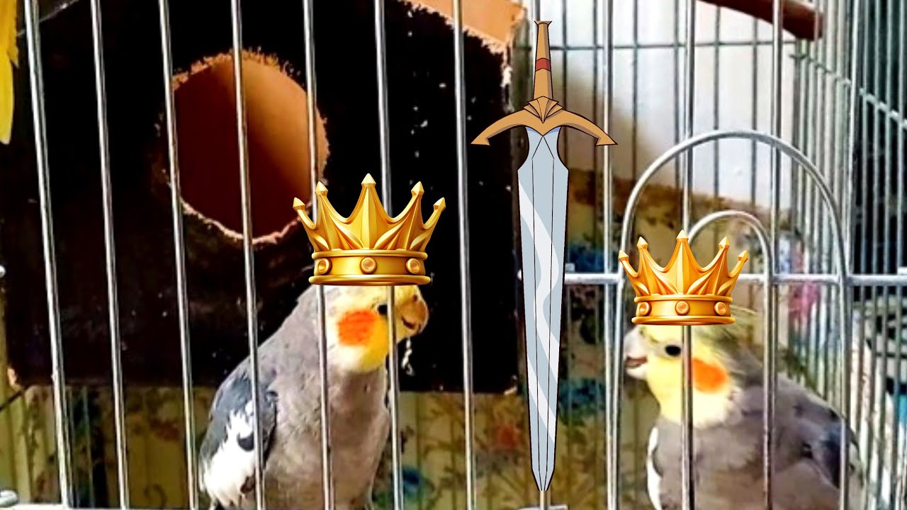 the life of two male cockatiels together is like two kinds in an impossible and impossible realm🫅😤🫅
