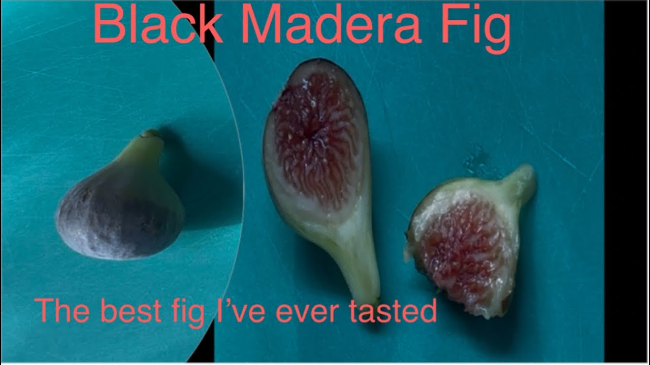 Black Madera Fig tasting the flavour explosion!