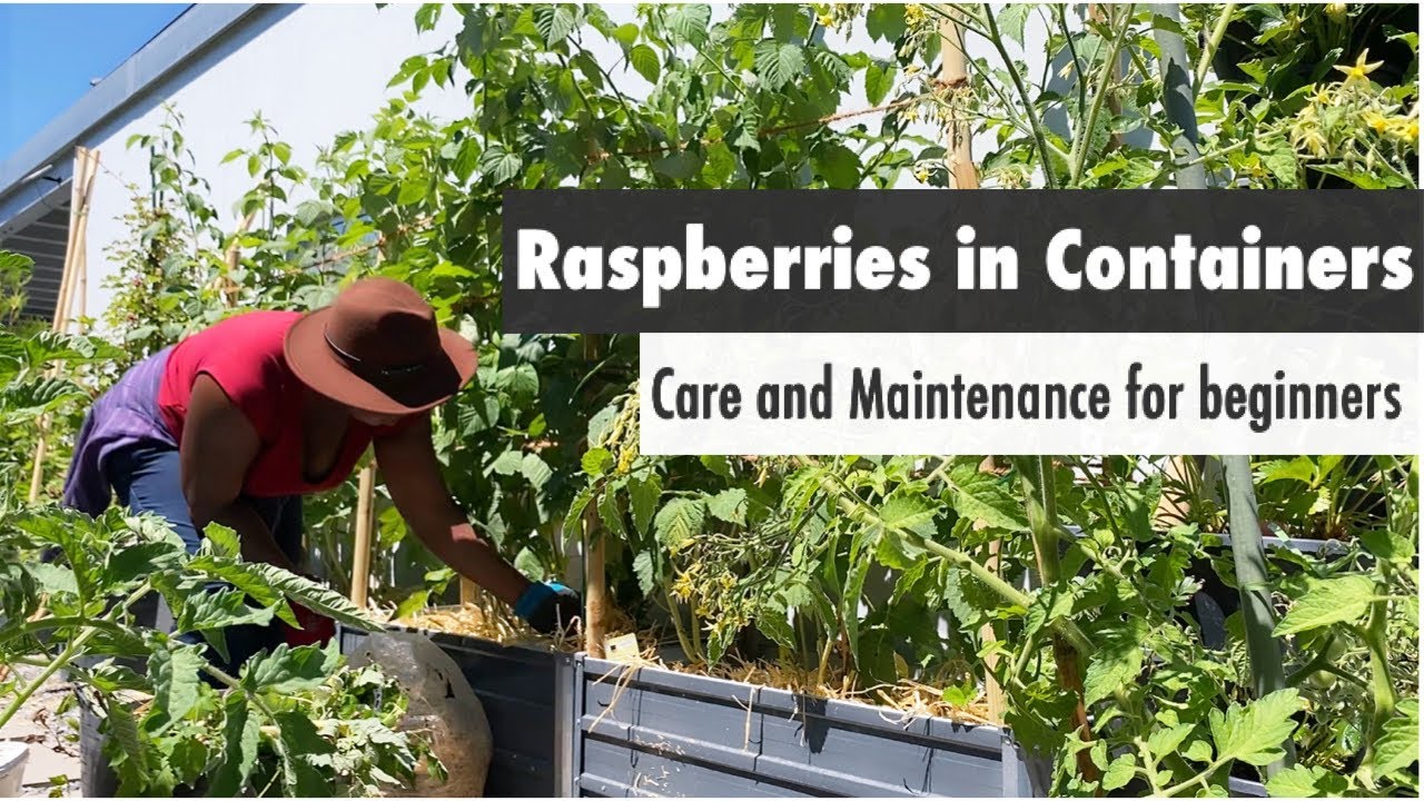 Growing Raspberries in Containers | Care and Maintenance for Beginners // TheSwissGardenVlog