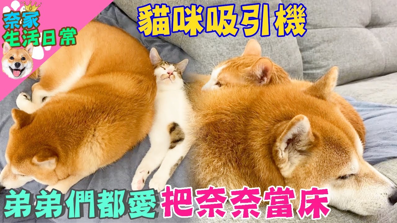 奈家三寶療癒瞬間!弟弟們把奈奈當床?｜奈家日常｜【柴犬Nana(奈奈)和阿楞】