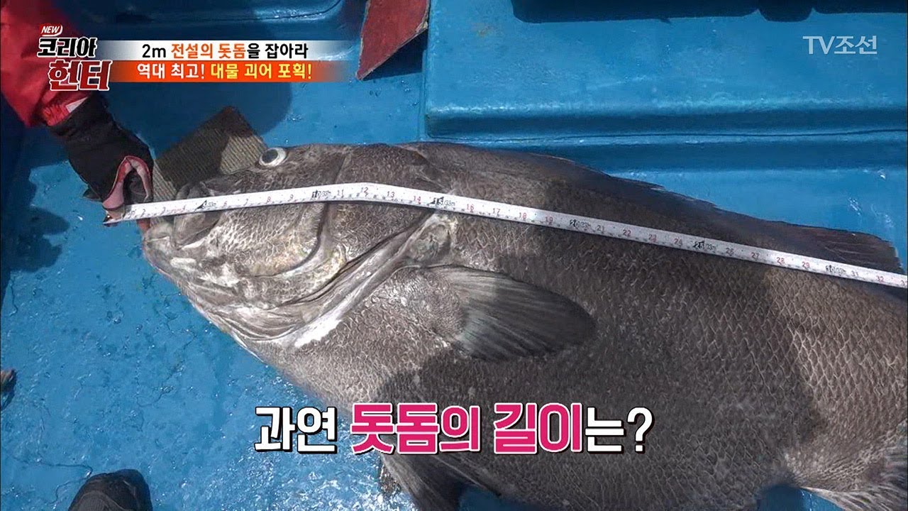 이게 진짜 &lsquo;돗돔&rsquo;이다! 1m 43cm?! 엄청난 크기의 돗돔 [뉴 코리아 헌터] 106회 20180611