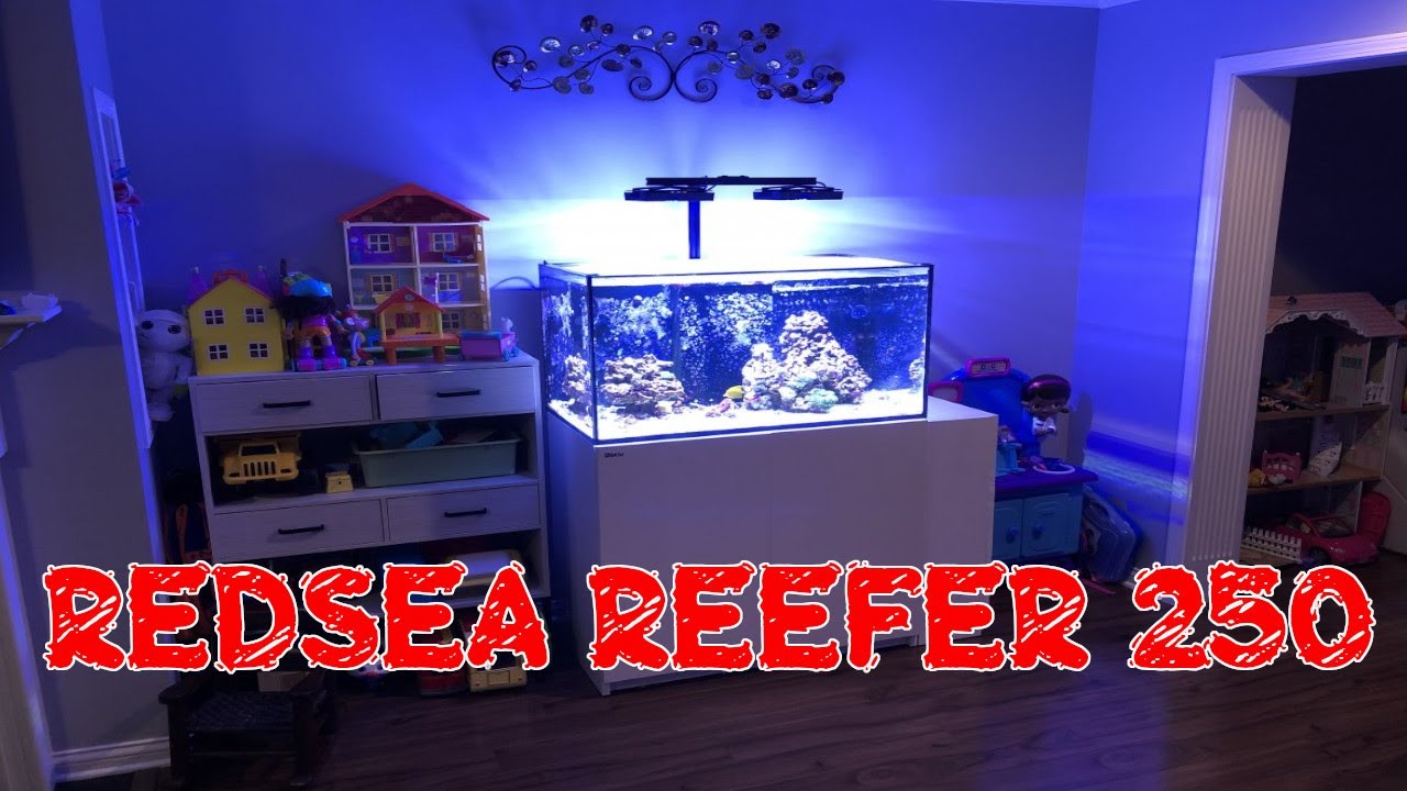 Red Sea Reefer 250 | Glass Cleaning | 