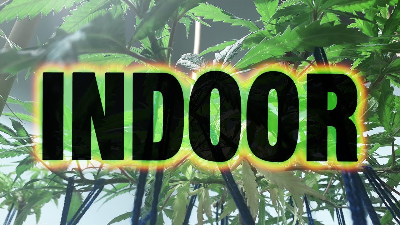 11&ordm; SEGUIMIENTO de 2&ordm; cultivo *INDOOR* 2020