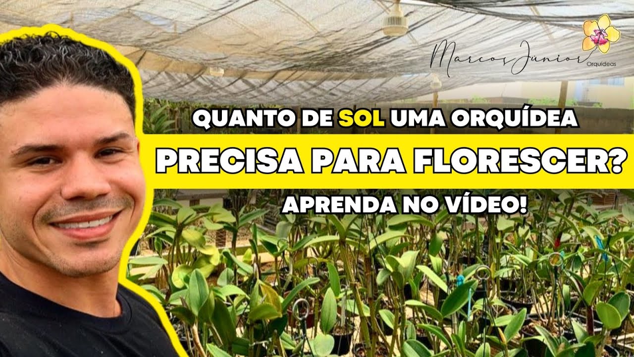Quais ORQUÍDEAS precisam de MAIS ou MENOS SOL?