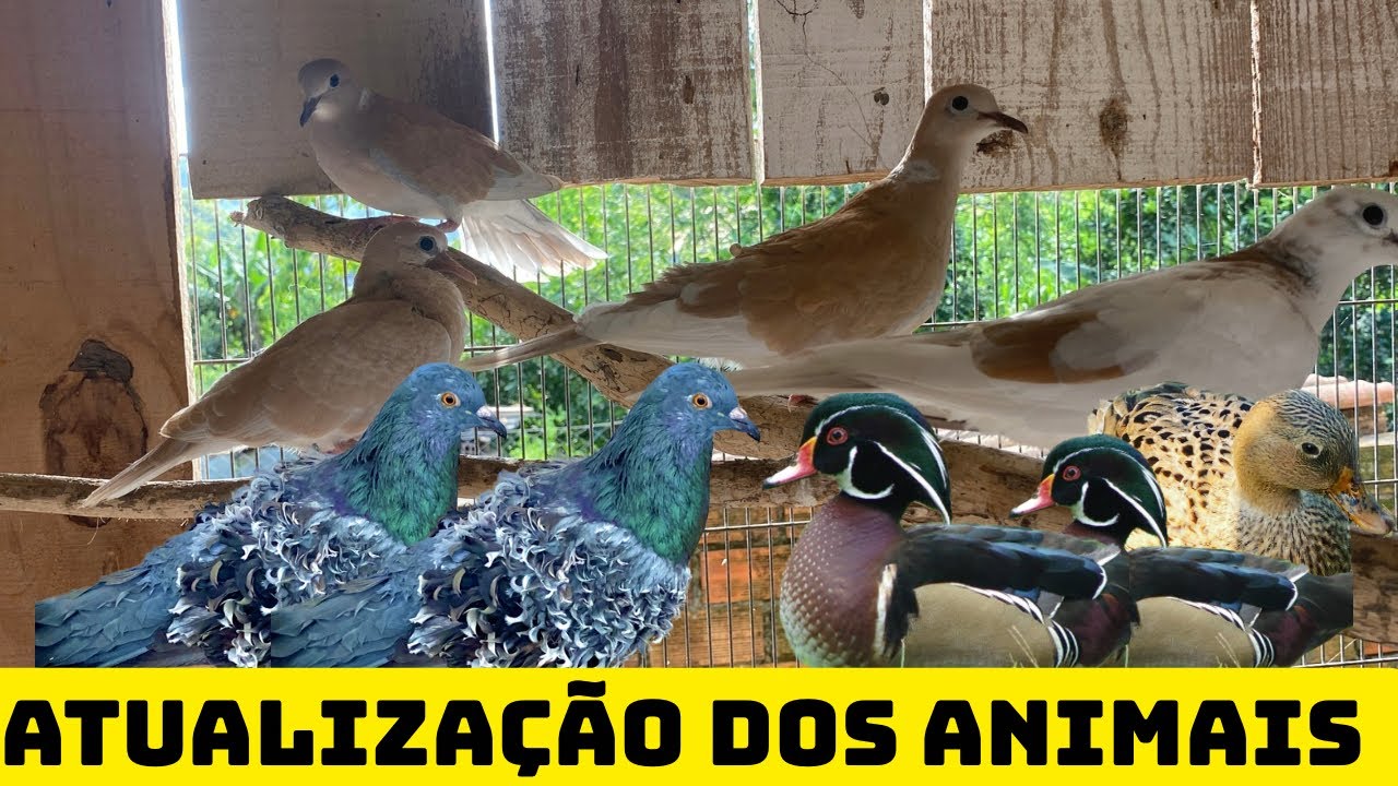Atualização dos animais/ a Neusa saiu do ninho / prendi os mini cool e soltei os poloneses