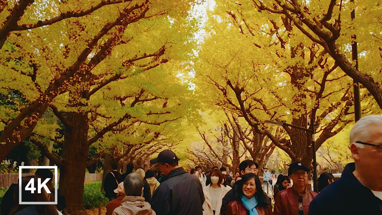 Meiji Jingu Gaien Ginkgo Avenue Walk | Autumn Loop Around the Stadium District | 4K No Talking