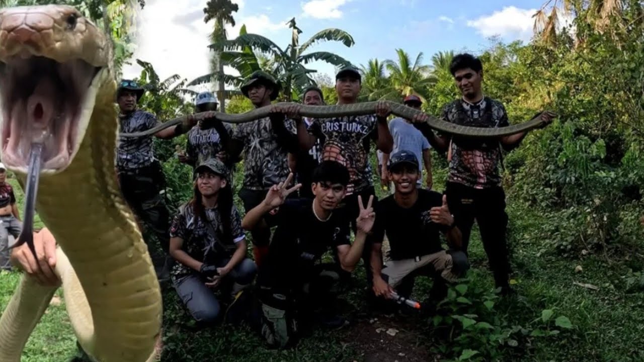 KING COBRA HINABOL ANG MGA MOTORISTA