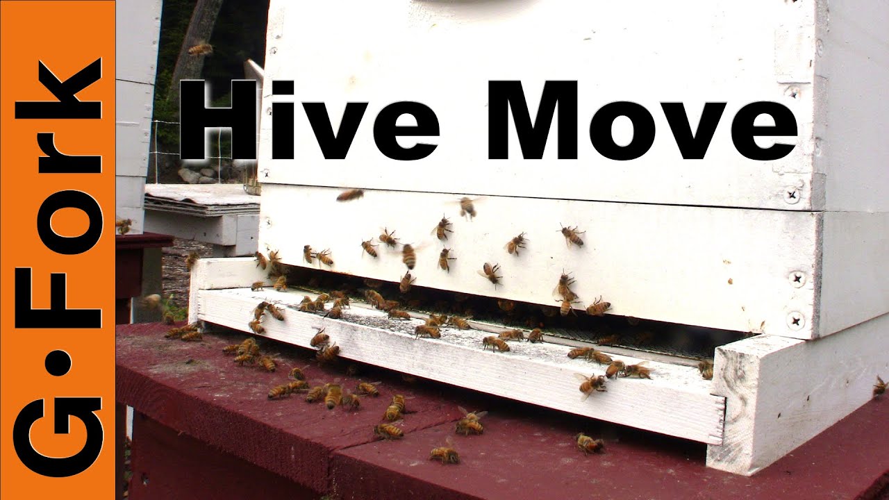 Move a beehive a short distance - Beekeeping 101 - GardenFork
