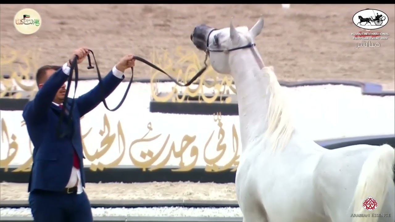 N 240 D RAOUF   Kuwait International Egyptian Event 2022   Stallions 7+ Years Old Class 10