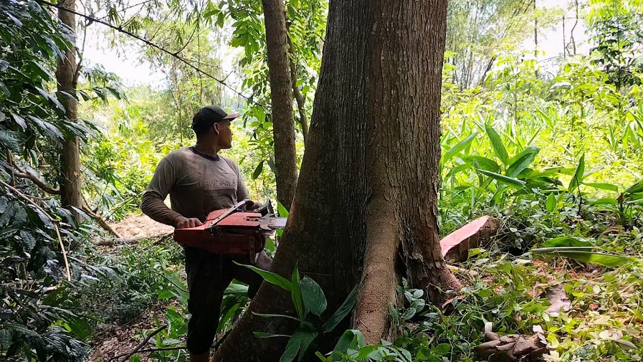 навыки рубки красного дерева с помощью Husqvarna 390 xp