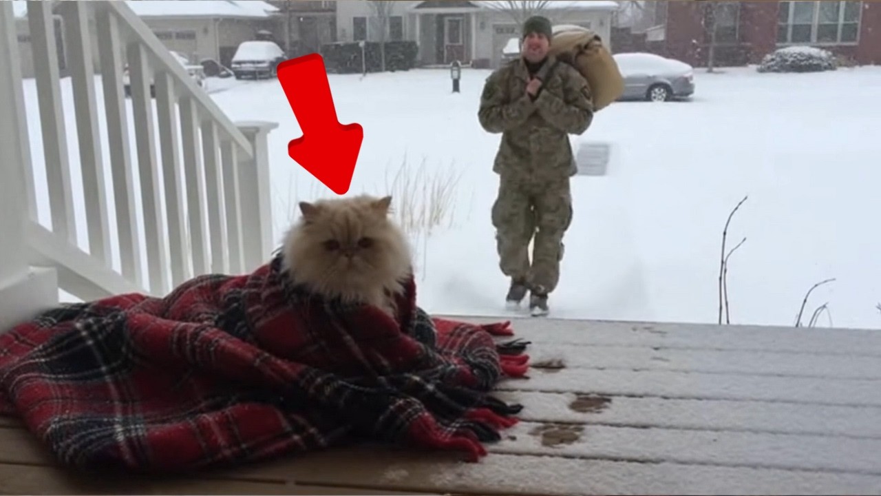 😊 😊 😊 Years of Waiting Over, Now Dad's Back! Cats Pour Out All Their Love! #cat