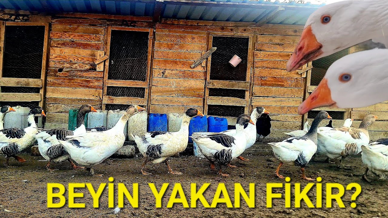 KAZLARA YEM VERMEDEN PARA NASIL KAZANILIR?ÇİFTLİKTE SON DURUMLAR ÖNEMLİ DETAYLAR?#çiftliktesondurum