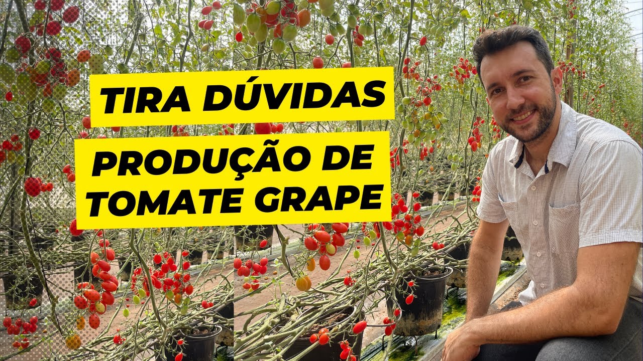 Produção de tomate grape - Tira dúvidas