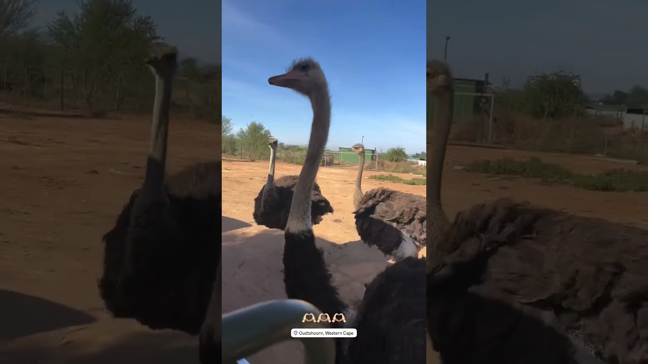 Ostrich Farm Tour: The SHOCKING Truth in Oudtshoorn!
