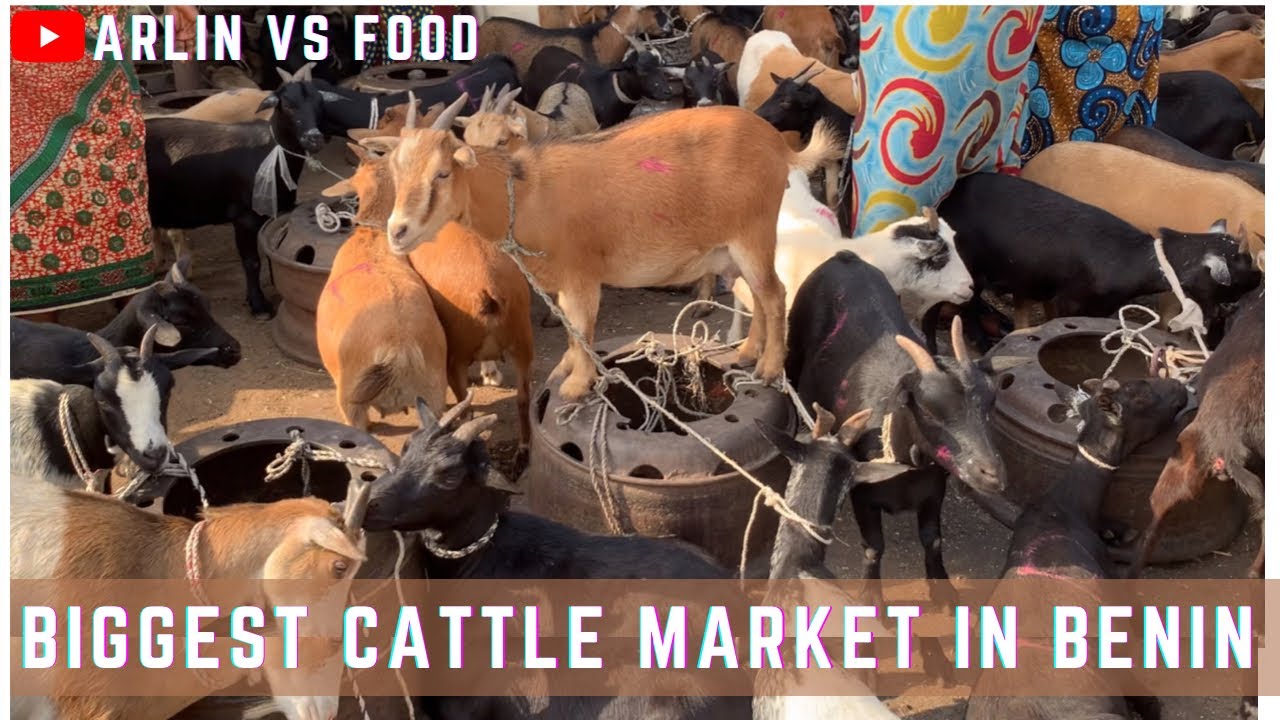 EDO, NIGERIA 4k (Market Vlog) Cost of Goat in the Biggest Cattle Market in Benin City 2023 @ OLIYAH