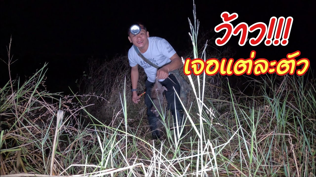 ว้าว!!เจอแต่ละตัวใหญ่จริง ตัวเกือบโล หางเท่านิ้วโป้ง นั่งเต็มกองข้าวดำเมี่ยม รอบนี้เห็นตัวไม่มีเหลือ