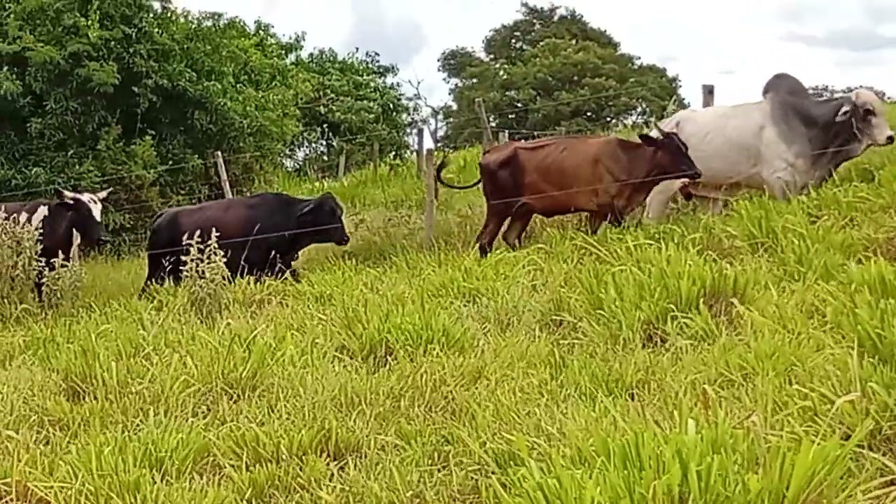 Vamos que vamos bezerro chegando aos 4.000 