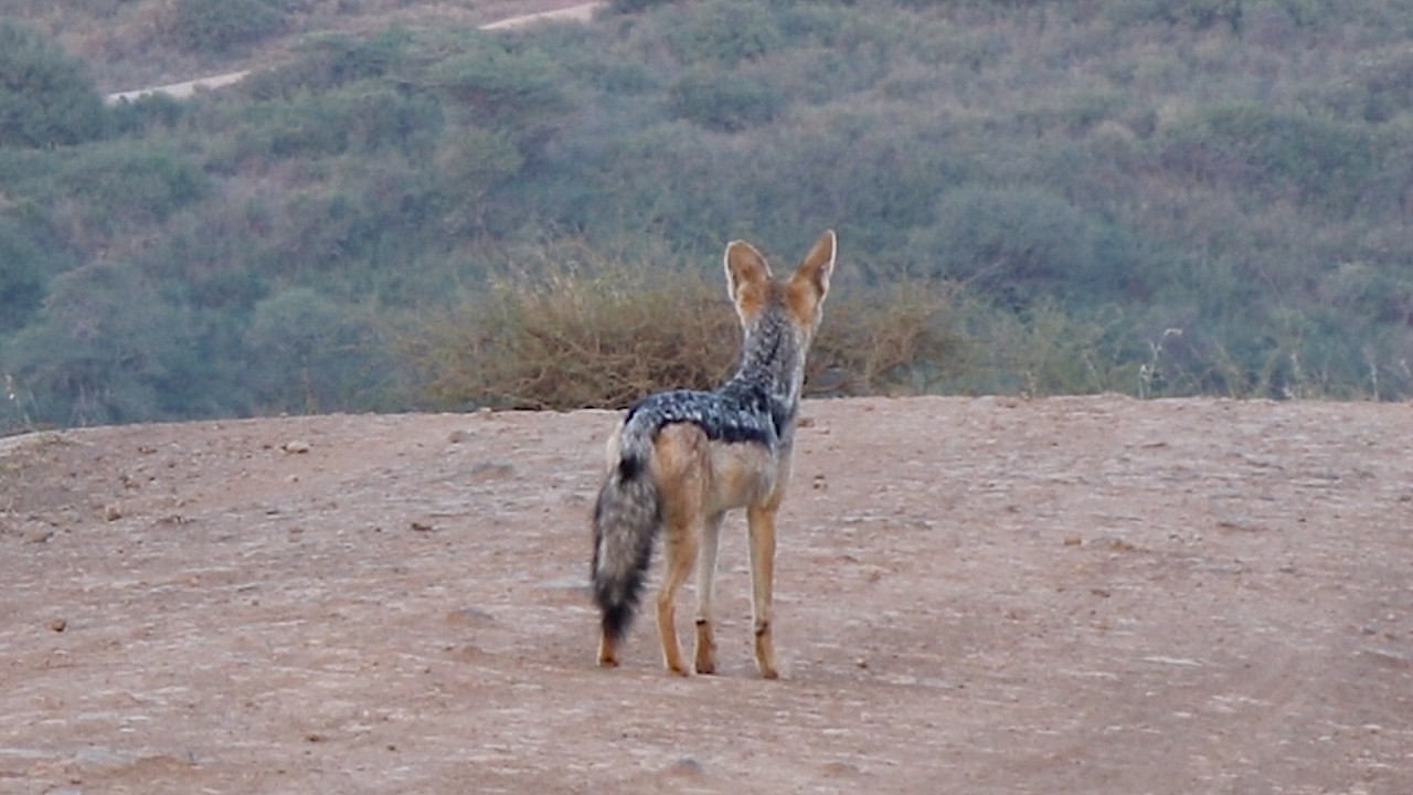 Following a jackal to see what he's so scared of