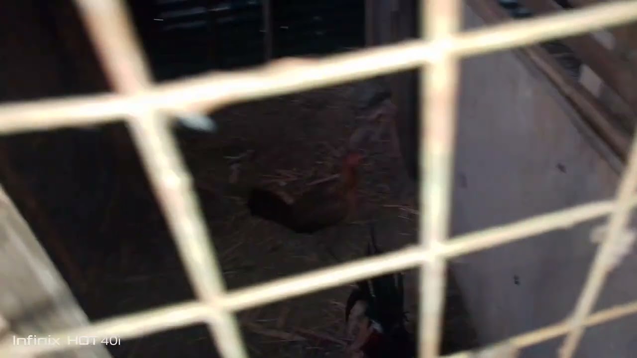 ang ginawa kung bagung kubo at play pen dalawang pinto