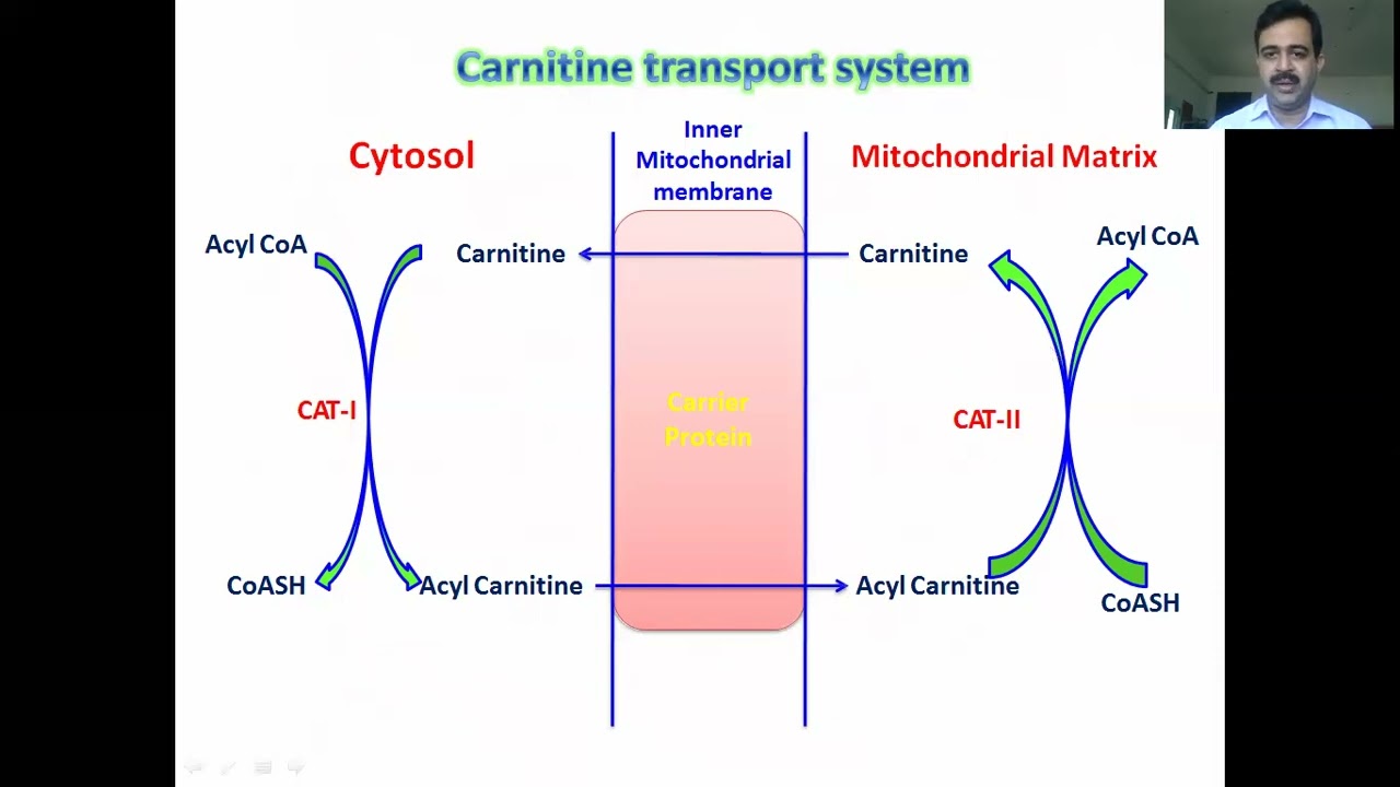 Bascis of B Oxidation of Fatty Acids