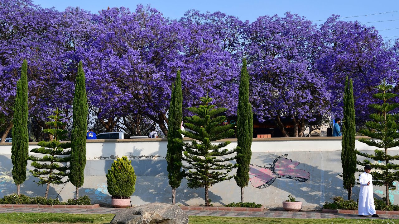 Saudi Arabia - Abha, jacaranda city - trekking in Asir Mountains