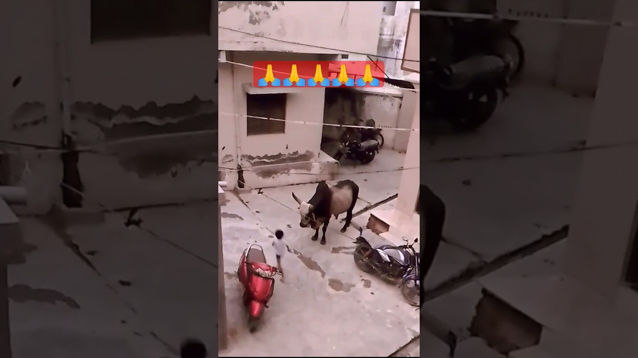 सांड - बाल बाल बचे बच्चे - children safe from Bull 🐂🐂 #shorts #bull