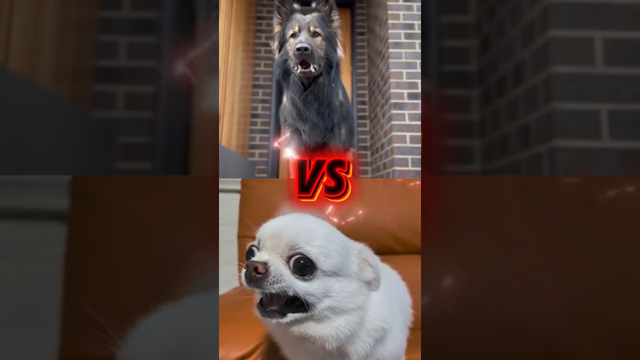 Pastor Alem&aacute;n VS Chihuahua Ladrando