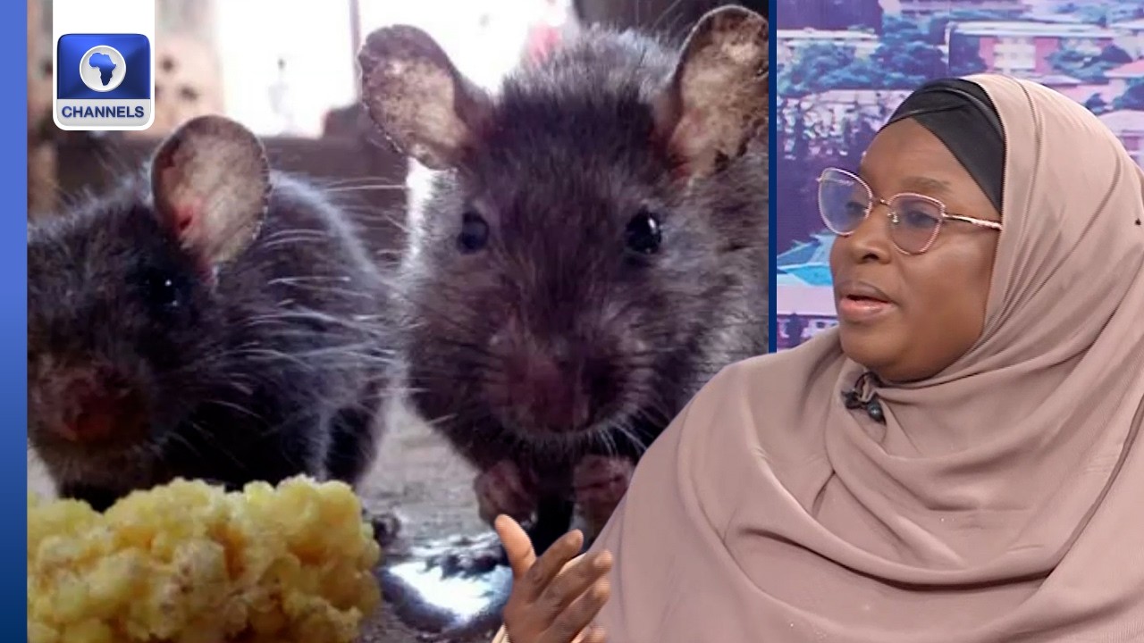 ‘Early Detection Prompts Treatment’, Doctor Sights Prevention, Control Of Lassa Fever