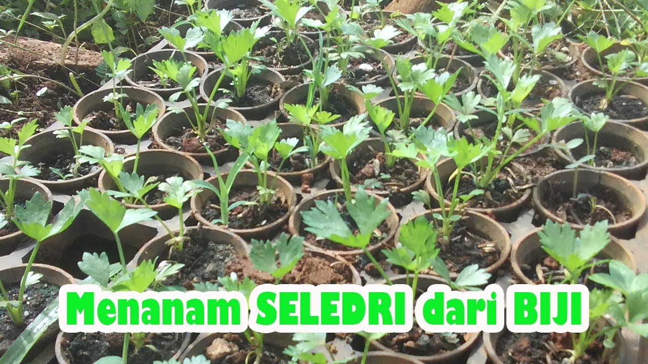Langkah Cara Menanam SELEDRI Dari Biji