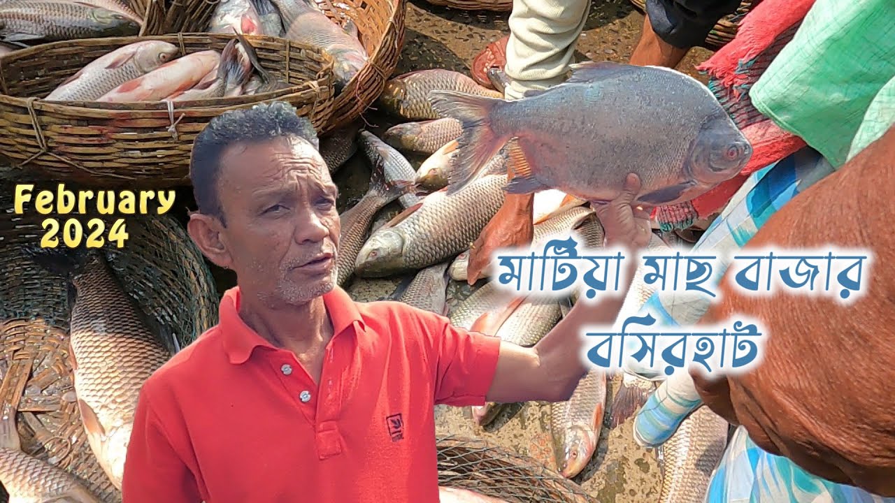 মাটিয়া মাছের বাজার বসিরহাট 2024 || Kolkata fish market 