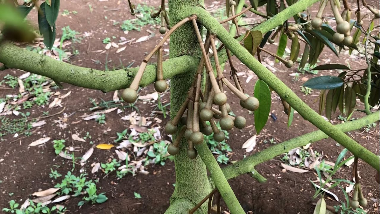 POHON DURIAN BERBUNGA