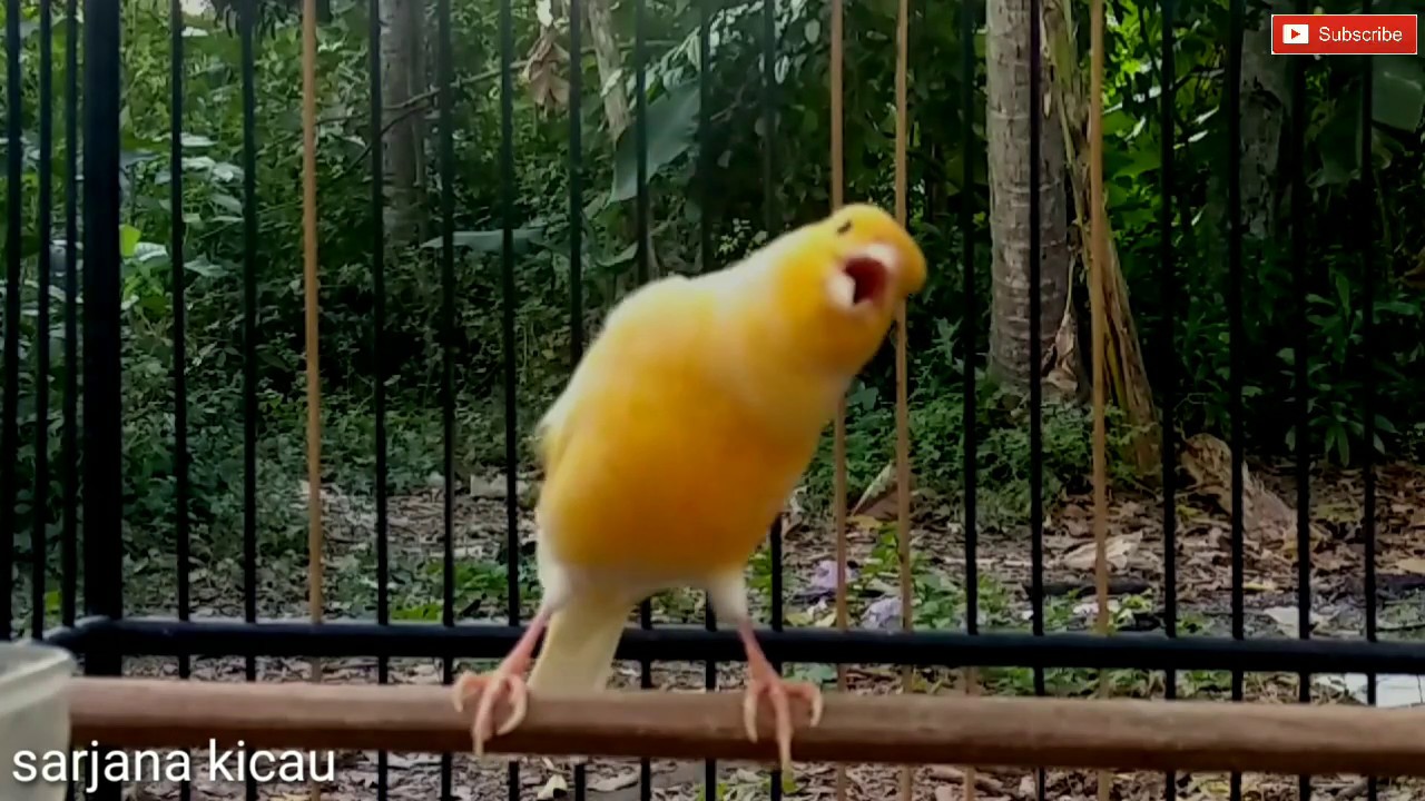 Cukup sebentar Kenari langsung nyaut