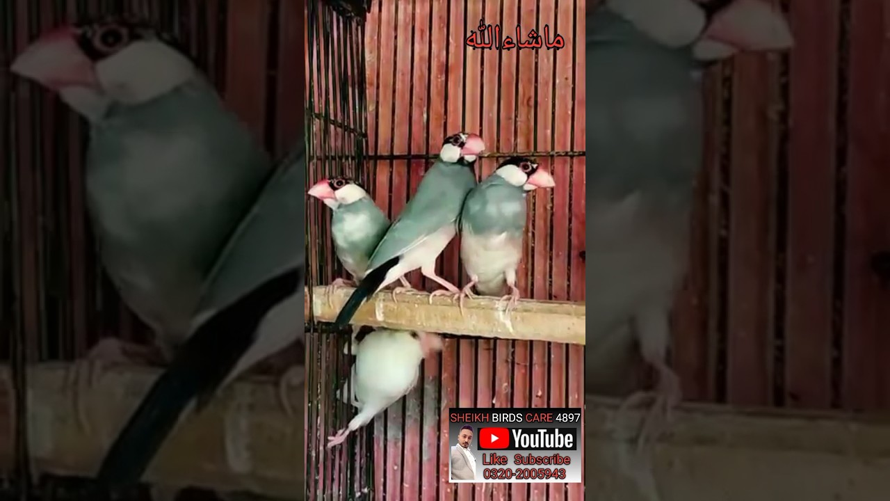 Gray Java Phathai #gray #java #ph&aacute;thải #youtubeshorts #shortsvideo #shortsreels #youtube