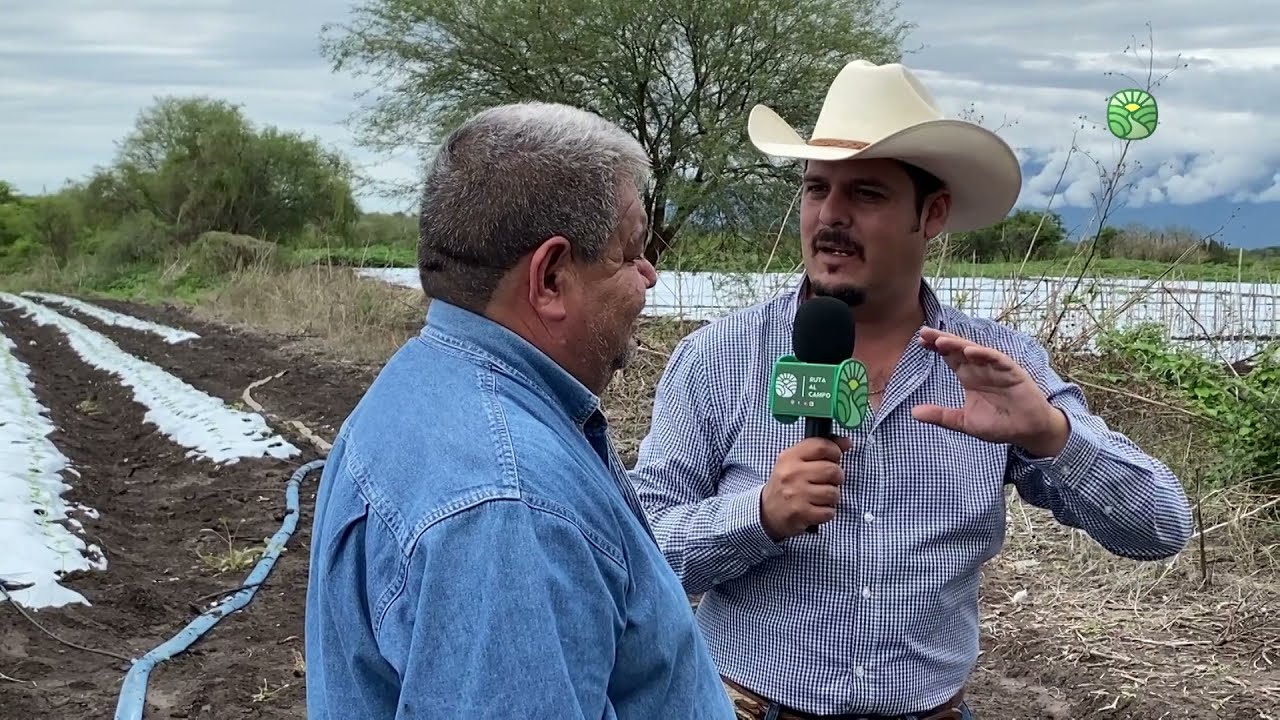 Chile Caloro y Serrano 🌶