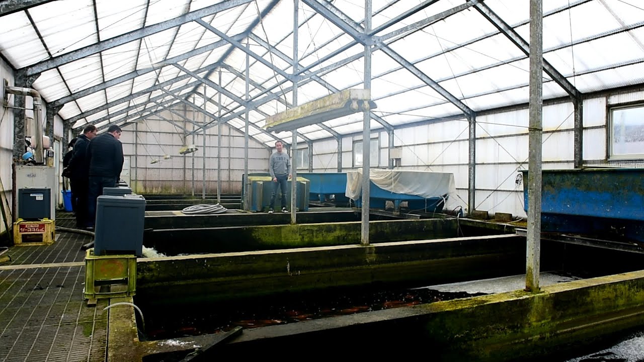 Modern Koi Blog #953 - Niigata Spezial: Hoshikin Koi Farm