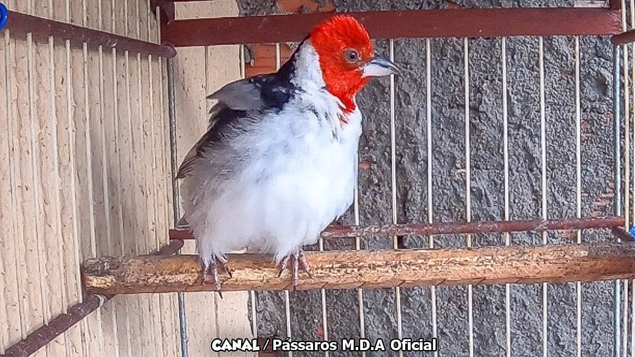 Galo-de-Campina Fêmea Piadeira Levanta Fogo de Macho em 8 Minutos! 🔥(PARTE 2)