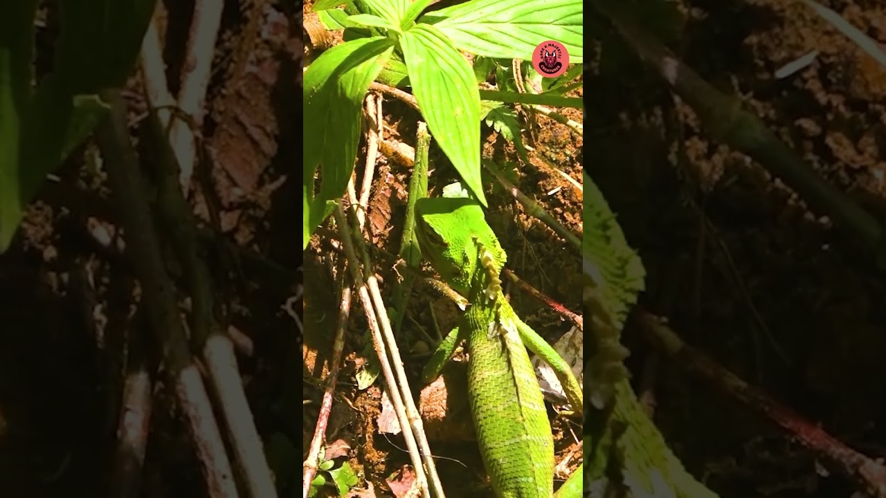 Lizard on a Food Quest