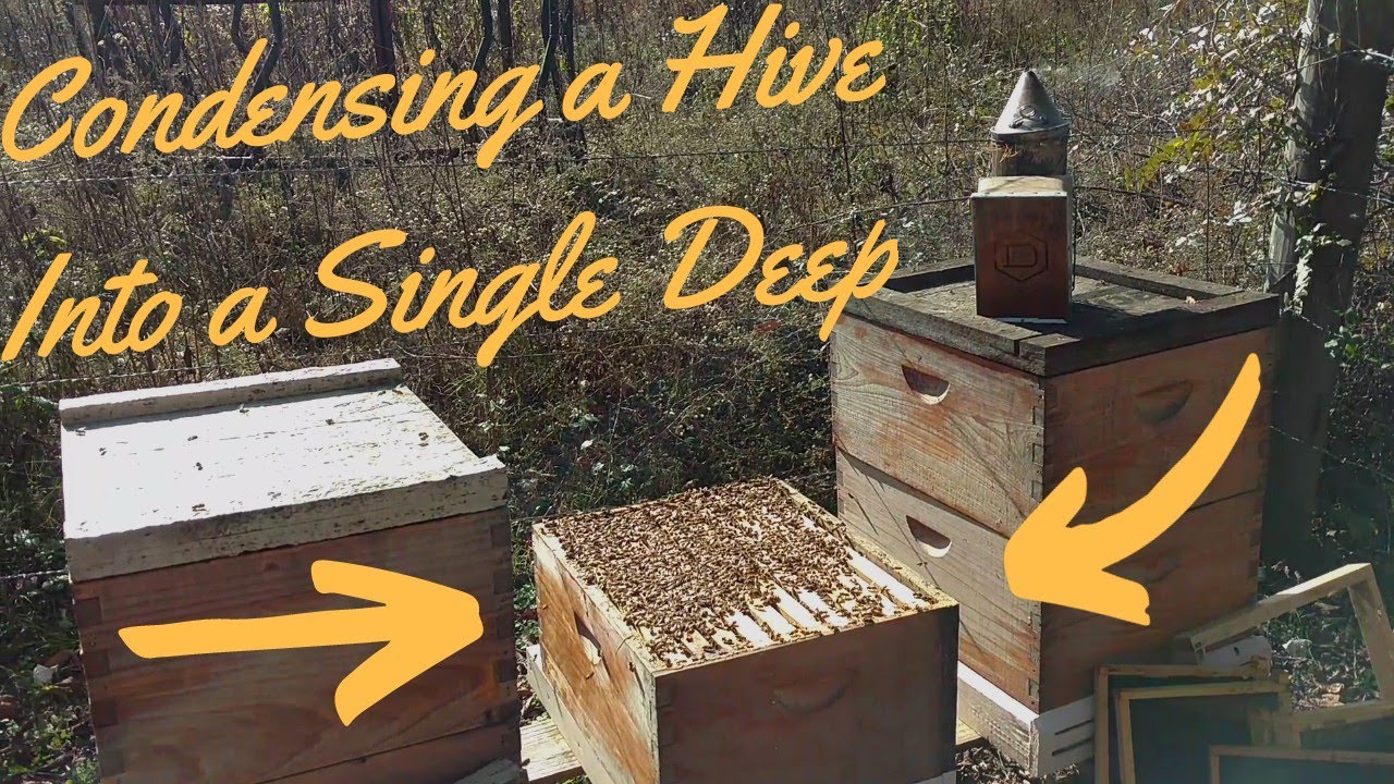 🔵Reducing hive for better overwintering. Package vs Nuc.