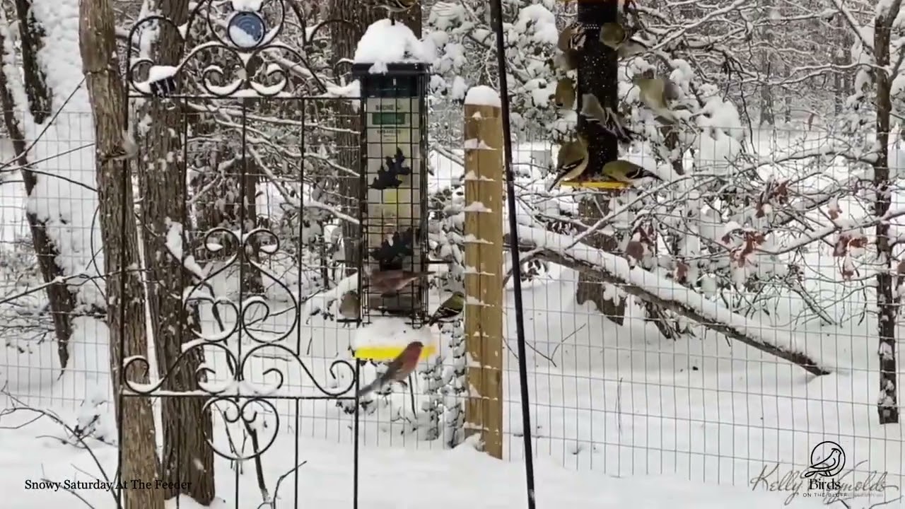 A Snowy Saturday On the Feeders - January 2023